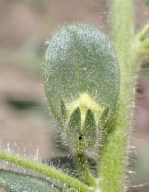 Antirrhinum ovatum