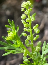 Lepidium didymum