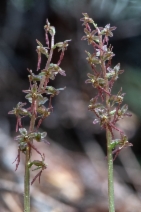 Listera cordata