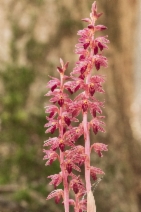 Corallorhiza striata