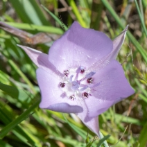 Calochortus uniflorus