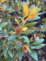 Chrysolepis chrysophylla