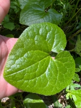 Asarum caudatum