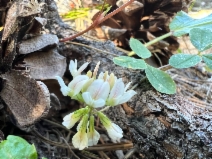 Trifolium breweri