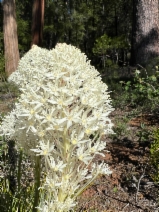 Xerophyllum tenax - Calflora