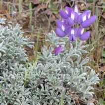 Lupinus albifrons
