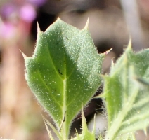 Acanthomintha obovata ssp. obovata