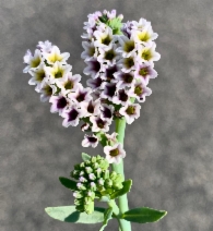 Heliotropium curassavicum