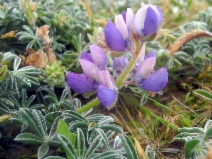 Lupinus littoralis