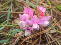 Vicia americana