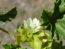 Malva parviflora
