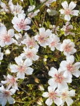 Limnanthes douglasii