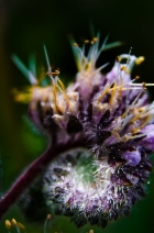 Phacelia californica