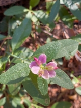 Polygala cornuta