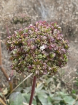 Angelica hendersonii