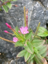 Epilobium ciliatum ssp. watsonii