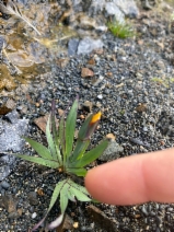 Sisyrinchium californicum