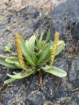 Plantago maritima