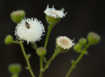 Chaenactis artemisiifolia