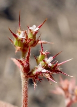 Chorizanthe uniaristata