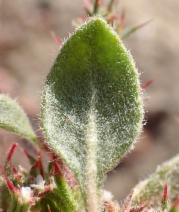 Chorizanthe uniaristata