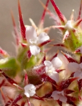 Chorizanthe uniaristata