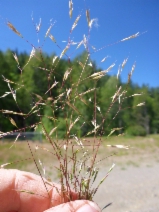 Ventenata dubia