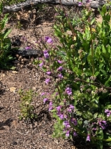 Penstemon rattanii