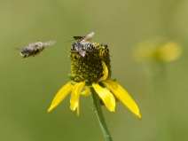 Rudbeckia glaucescens