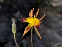 Calochortus obispoensis