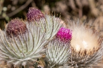 Cirsium occidentale var. californicum