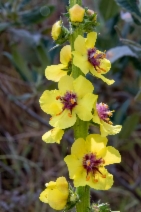 Verbascum virgatum