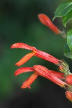 Keckiella cordifolia