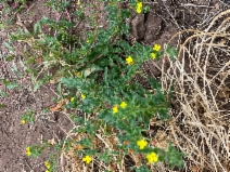 Camissoniopsis hardhamiae