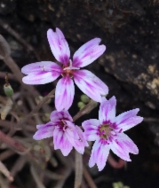 Claytonia gypsophiloides