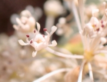 Ceanothus palmeri
