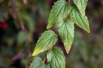 Keckiella cordifolia