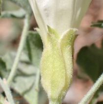 Calystegia collina ssp. venusta