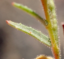 Camissonia contorta