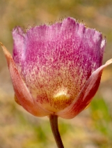 Calochortus plummerae