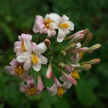 Lilium rubescens