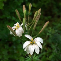 Lilium rubescens - Calflora