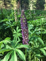Lupinus polyphyllus var. polyphyllus