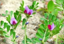 Vicia sativa