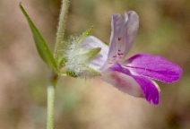 Collinsia bartsiifolia var. davidsonii