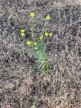 Erysimum capitatum var. angustatum