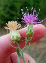 Acroptilon repens