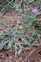 Acroptilon repens