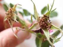 Rosa canina