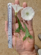 Calystegia macrostegia